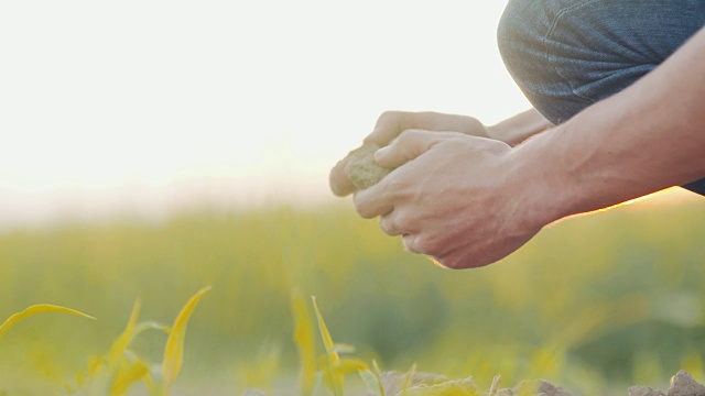 土壤，农业-农民的手握和倒灌有机土壤。视频素材