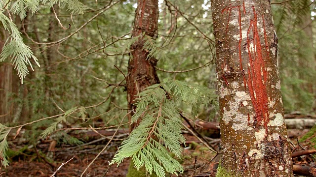 熊的抓痕和爪子标记区域2潮湿多雨的瀑布山俄勒冈森林在春天视频素材