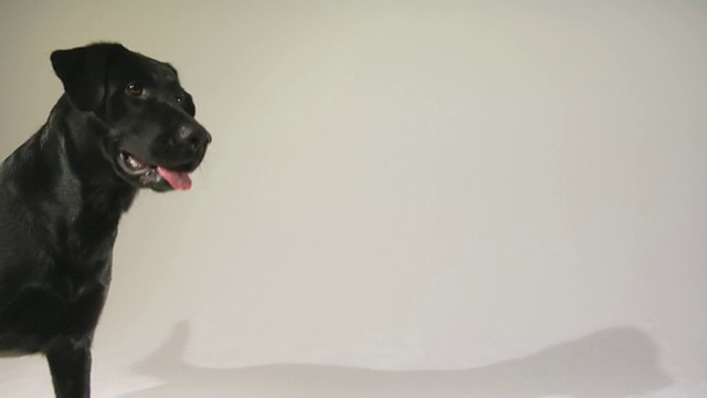 美国马萨诸塞州波士顿市，一只雄性黑色拉布拉多寻回犬在墙上跳跃和接球，他的影子在墙上反射视频素材