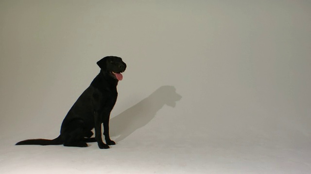 SM WS黑色拉布拉多寻回犬正在跳跃和接球，他的影子在墙上反射/波士顿，马萨诸塞州，美国视频素材