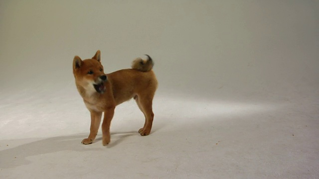 小狗Shiba在地板上奔跑/波士顿，马萨诸塞州，美国视频素材