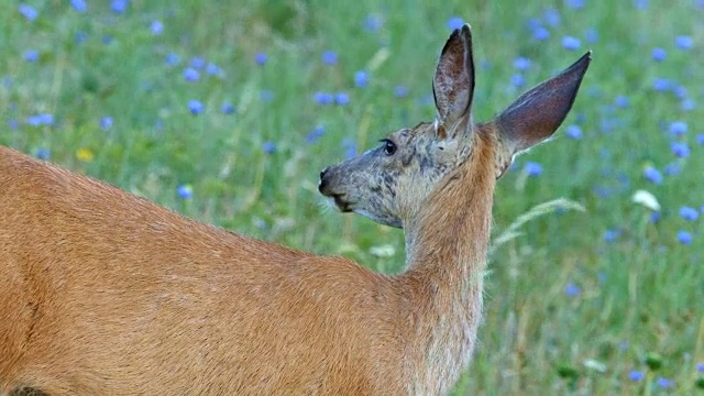 在靠近罗威纳克雷斯特的哥伦比亚河峡谷的野花草地上放牧的北美黑尾骡鹿视频素材