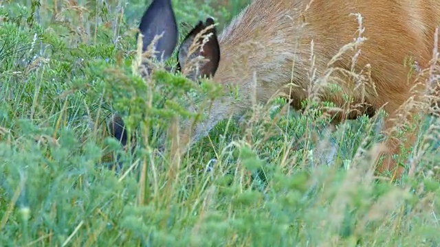 3只北美黑尾骡鹿在罗威纳克雷斯特附近的哥伦比亚河峡谷的野花草地上吃草视频素材