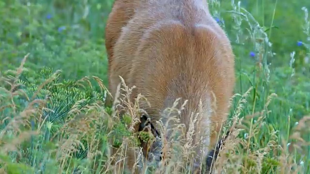 靠近吃头的北美黑尾骡鹿在罗威纳Crest附近的哥伦比亚河峡谷的野花草地上吃草视频素材