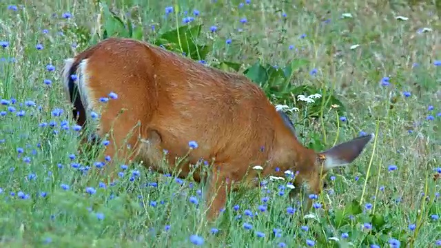 从后面更近的2耳从其他北美黑尾骡鹿鹿放牧在野花草地在哥伦比亚河峡谷附近罗威纳Crest视频素材