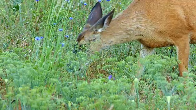 特写吃北美黑尾骡鹿母放牧在野花草地在哥伦比亚河峡谷附近罗威纳Crest视频素材