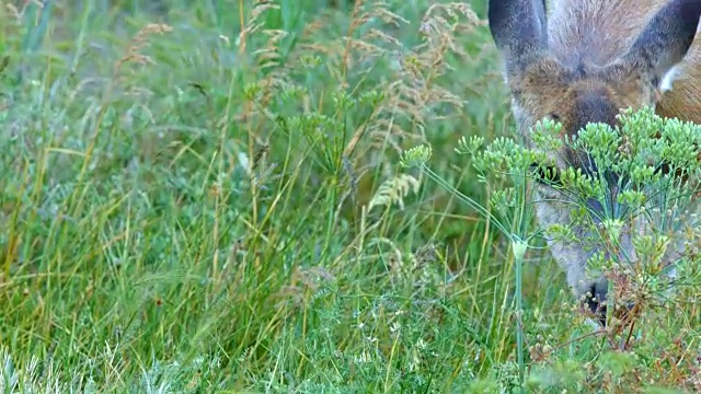 头部的特写北美黑尾骡鹿鹿在靠近罗威纳克雷斯特的哥伦比亚河峡谷的野花草地放牧视频素材