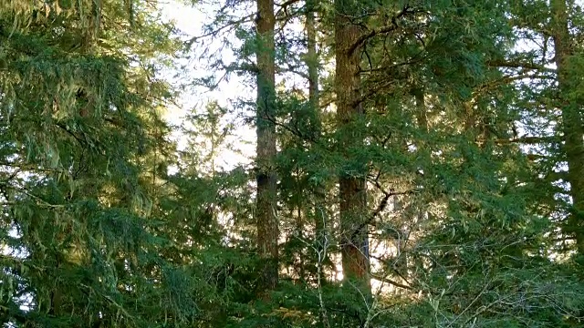 道格拉斯冷杉树麦肯齐河谷俄勒冈州视频下载