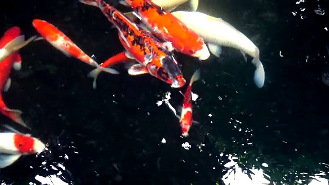 4k华丽的蟹鱼在池塘里游泳视频下载