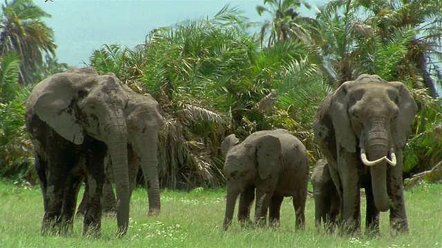 在肯尼亚安博塞利国家公园，非洲象家族以草根为食视频素材