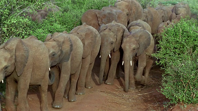 高角度广角拍摄一群年轻的大象走在狭窄的土路上/察沃东部国家公园/肯尼亚视频下载