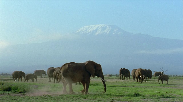 长镜头大象沐浴在尘土中/乞力马扎罗山/安博塞利国家公园/肯尼亚视频素材