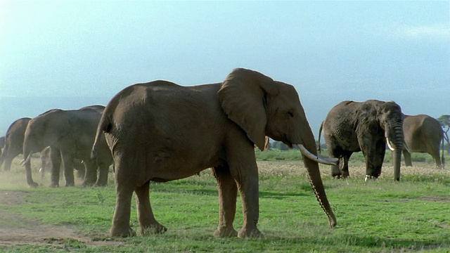 广角镜头大象沐浴/背景中的大象/安博塞利国家公园/肯尼亚视频素材