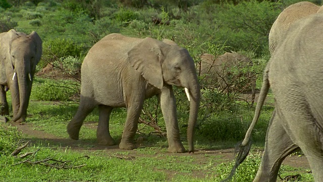 广角镜头一群大象走过CAM / Ambroseli国家公园/肯尼亚视频素材