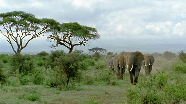 长镜头一群大象走向CAM /安博塞利国家公园/肯尼亚视频素材