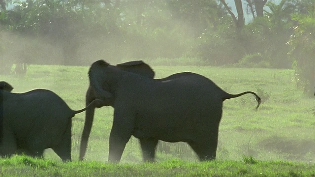 广角跟踪拍摄一群大象跑过稀树草原/安博塞利国家公园/肯尼亚视频素材