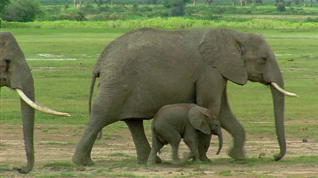 广角镜头草原象群行走/母子并排跟踪/安博塞利国家公园/肯尼亚视频素材
