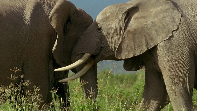 肯尼亚安博塞利国家公园(Amboseli National Park)视频素材