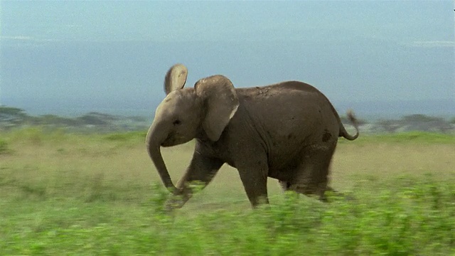 广角镜头小象寻找妈妈/兽群成员奔跑/安博塞利国家公园/肯尼亚视频素材