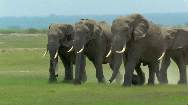 4头大象并排跑过草原/安博塞利国家公园/肯尼亚视频素材
