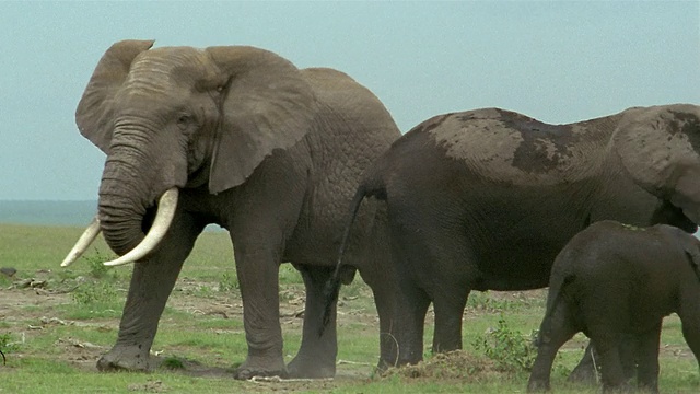 正在发情的宽射公象与母象锁定象牙/安博塞利国家公园/肯尼亚视频素材