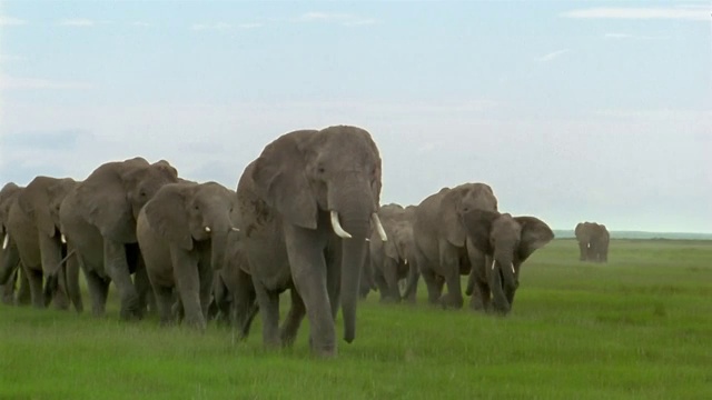 从长镜头到广角镜头，一大群大象走过热带草原/安博塞利国家公园/肯尼亚视频素材