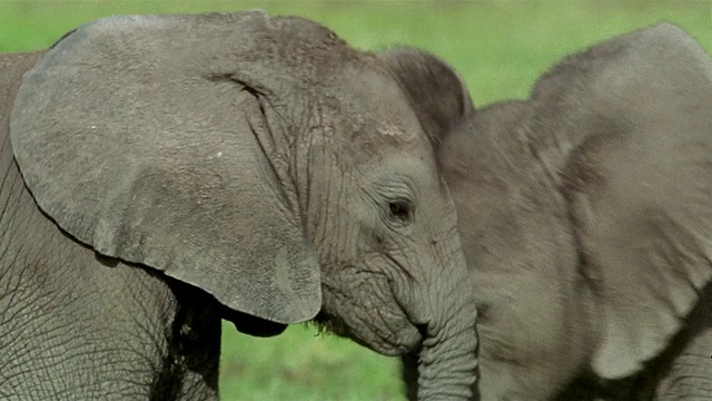 靠近弟弟和妹妹小象玩耍/弟弟的肖像/安博塞利国家公园/肯尼亚视频素材
