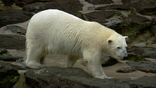 在马里兰州巴尔的摩市动物园，北极熊从水中爬到岩石上视频素材