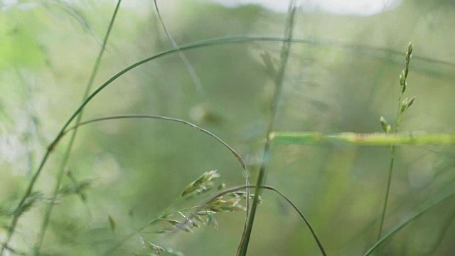 背景与绿色夏季草和阳光视频素材