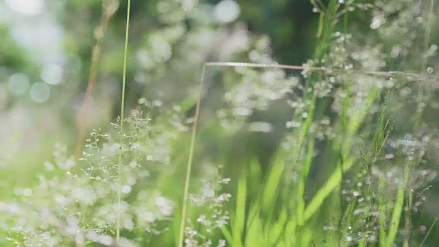 背景与绿色夏季草和阳光视频素材
