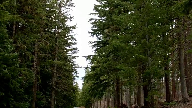 开车下空的道路树木只湿雨瀑布山俄勒冈森林在春天视频素材