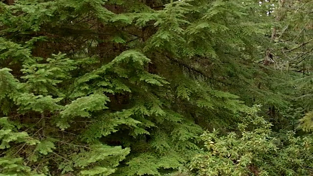 驱动潘1潮湿多雨瀑布山俄勒冈森林春季视频素材