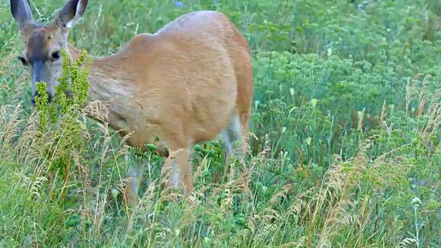 在罗威纳克雷斯特附近的哥伦比亚河峡谷的野花草地上吃草的全身北美黑尾骡鹿视频素材