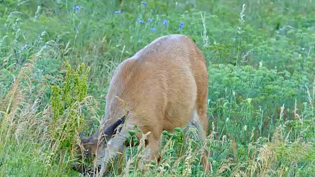 全身的北美黑尾骡鹿在罗威纳克雷斯特附近的哥伦比亚河峡谷的野花草地上吃草视频素材