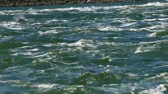 海狮狩猎和吃鲑鱼博纳维尔大坝7视频素材