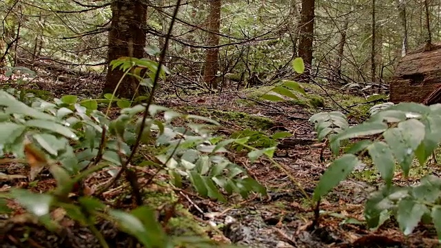 俄勒冈葡萄和原木砍伐间伐潮湿多雨的瀑布山俄勒冈森林在春天视频素材