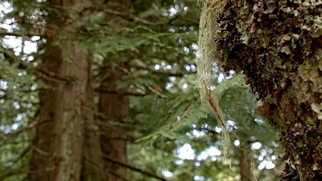 老人的男人的胡子地衣宏湿雨瀑布山俄勒冈森林在春天视频素材