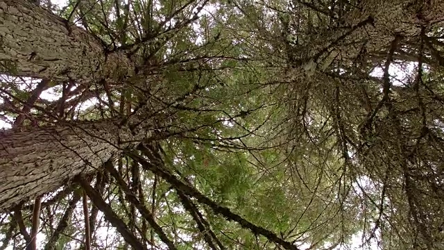 在常绿树木下旋转1潮湿多雨的瀑布山俄勒冈森林在春天视频素材