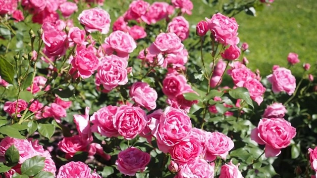 粉红色的玫瑰花在花园里视频下载