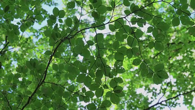 森林中的绿叶背景视频下载