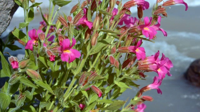 胡德山的夏天，奔流的山溪旁盛开着鲜艳的粉红色野花视频下载