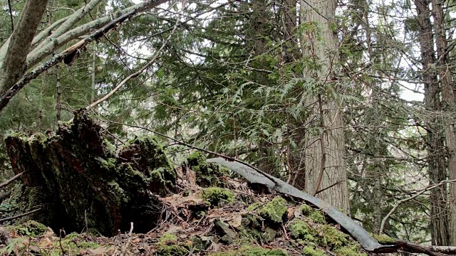 树桩和树枝潮湿多雨的瀑布山在春天的俄勒冈森林视频素材