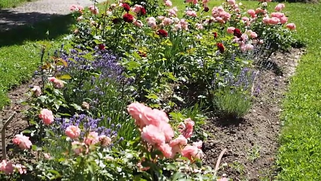 粉红色的玫瑰花在花园里视频下载