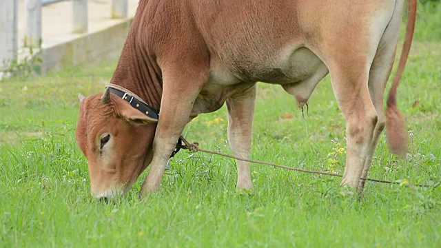 牛吃草，泰国视频素材