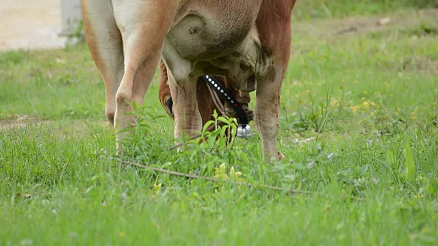 牛吃草，泰国视频素材