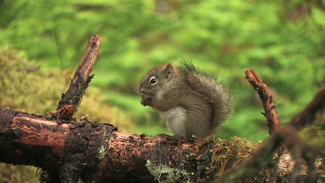 美国红松鼠(Tamiasciurus hudsonicus)在原木上吃松果的种子，冰川湾国家公园和保护区，阿拉斯加，美国视频素材