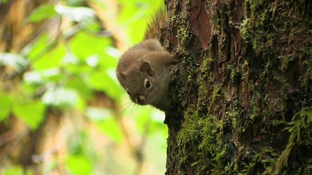 CU, TU，美国红松鼠(Tamiasciurus hudsonicus)爬树干，冰川湾国家公园和保护区，阿拉斯加，美国视频素材