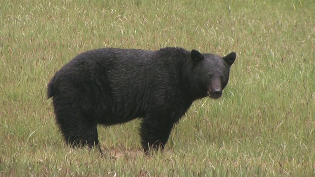 美国黑熊(Ursus americanus)在草地上，冰川湾国家公园和保护区，阿拉斯加，美国视频素材