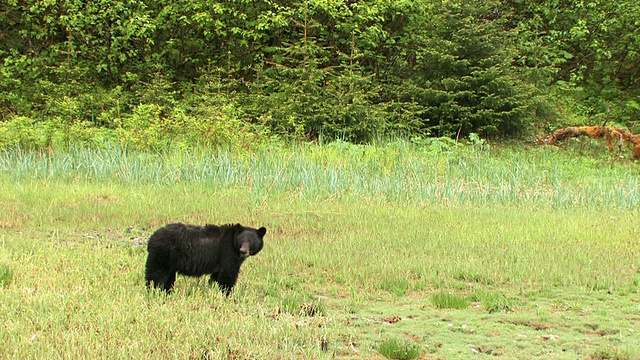 WS，美国黑熊(Ursus americanus)在草地，冰川湾国家公园和保护区，阿拉斯加，美国视频素材
