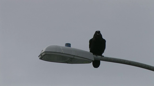 洛杉矶，普通乌鸦(Corvus corax)在路灯杆上，冰川湾国家公园和保护区，阿拉斯加，美国视频素材